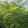 Pterocarya Fraxinifolia - 3