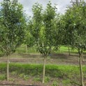 Malus domestica 'Red Elstar' - Foto 1