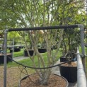 Osmanthus x Burkwoodii - 1