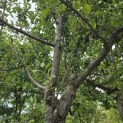 Malus domestica 'Notaris' - Foto 7