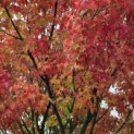Acer palmatum - 1