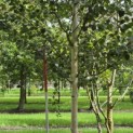 Betula utilis 'Jacquemontii' (Doorenbos) - 2