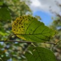 Betula utilis 'Jacquemontii' (Doorenbos) - 1