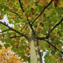 Platanus x hispanica - Foto 3