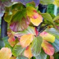 Parrotia persica - impressie herfstkleuren