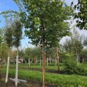 Syringa pekinensis 'China Snow' - 4