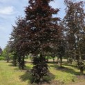 Fagus sylvatica 'Atropunicea' - 2