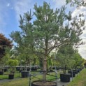 Pinus sylvestris - Foto 3
