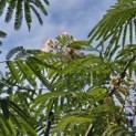 Albizia julibrissin 'Ombrella' - 2