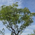 Albizia julibrissin 'Ombrella' - 1
