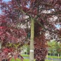 Acer palmatum 'Garnet' - 3