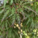 Acer palmatum 'Shigure bato' - Foto 6