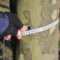 Platanus x Hispanica - 3