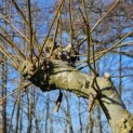 Platanus x Hispanica - 1