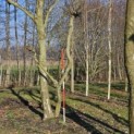 Platanus x Hispanica - 2