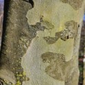 Platanus x Hispanica - 4