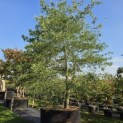 Quercus phellos - Foto 1
