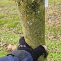 Carpinus betulus 'Frans Fontaine'   (Fastigiata) - 6