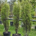 Frangula asplenifolia 'Fine Line' - Foto 1