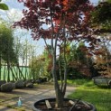 Acer palmatum 'Bloodgood' - 6