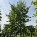 Alnus x spaethii 'Spaeth' - 2