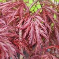 Acer palmatum 'Garnet' - Foto 1