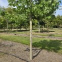 Liquidambar styraciflua - 4