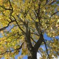 Liquidambar styraciflua - 1