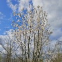 Magnolia loebneri 'Merrill' - 551 maart 2024