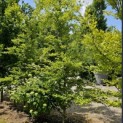 Fagus sylvatica 'Striata' - 1