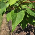 Idesia Polycarpa - 4