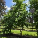 Liquidambar Styraciflua - Foto 1