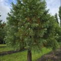 Sequoiadendron giganteum - 2
