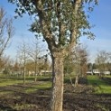 Quercus Suber - 2