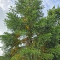 Sequoiadendron giganteum - 2