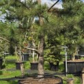 Pinus nigra 'Nigra' - Foto 2