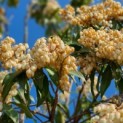 Pieris japonica 'Forest Flame' - 1