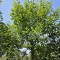 Pterocarya Stenoptera - 2