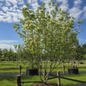 Cornus kousa 'Milky Way' - 3