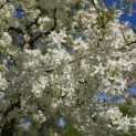 Malus toringo 'Brouwers Beauty' - 3