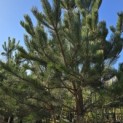 Pinus nigra 'Nigra' - 4