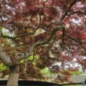 Acer palmatum 'Garnet' - 1