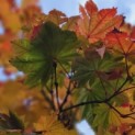 Acer japonicum 'Vitifolium' - Foto 1