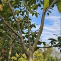Juglans regia 'Cyril' - Foto 1