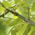 #379 Sophora japonica Japanischer Schnurbaum