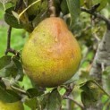 Pyrus c. 'Beurré Hardy' - Foto 1