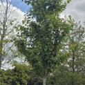 Acer rubrum 'Red Sunset' - 8