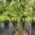 Quercus ilex - 5
