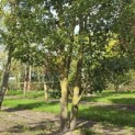 Pyus calleryana 'Chanticleer' - 1