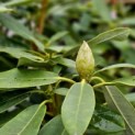 Rhododendron Yakusmani 'Marlis' - 7